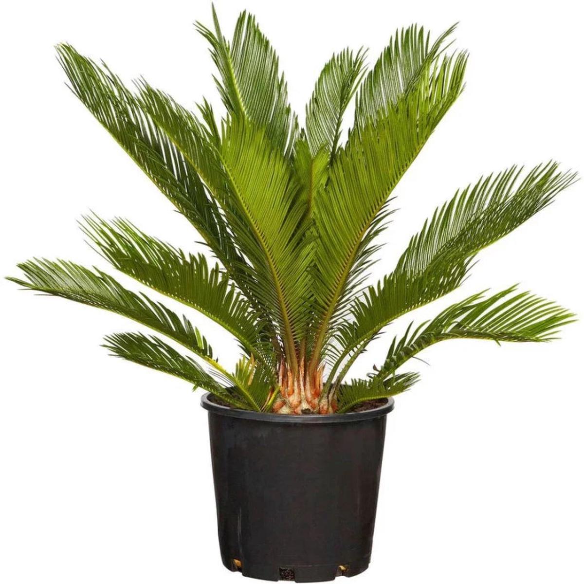Green Cycads Flower seeds for Planting – Colorful Display, Heirloom & GMO Free Seeds for Home Garden