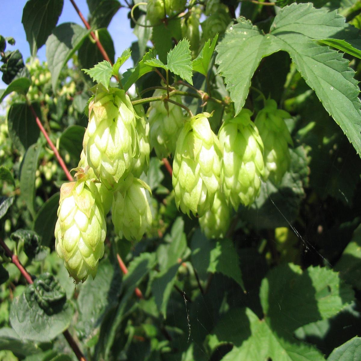 Green Humulus Lupulus Flower seeds for Planting – Seasonal Bloomer, Heirloom & GMO Free Seeds for Home Garden