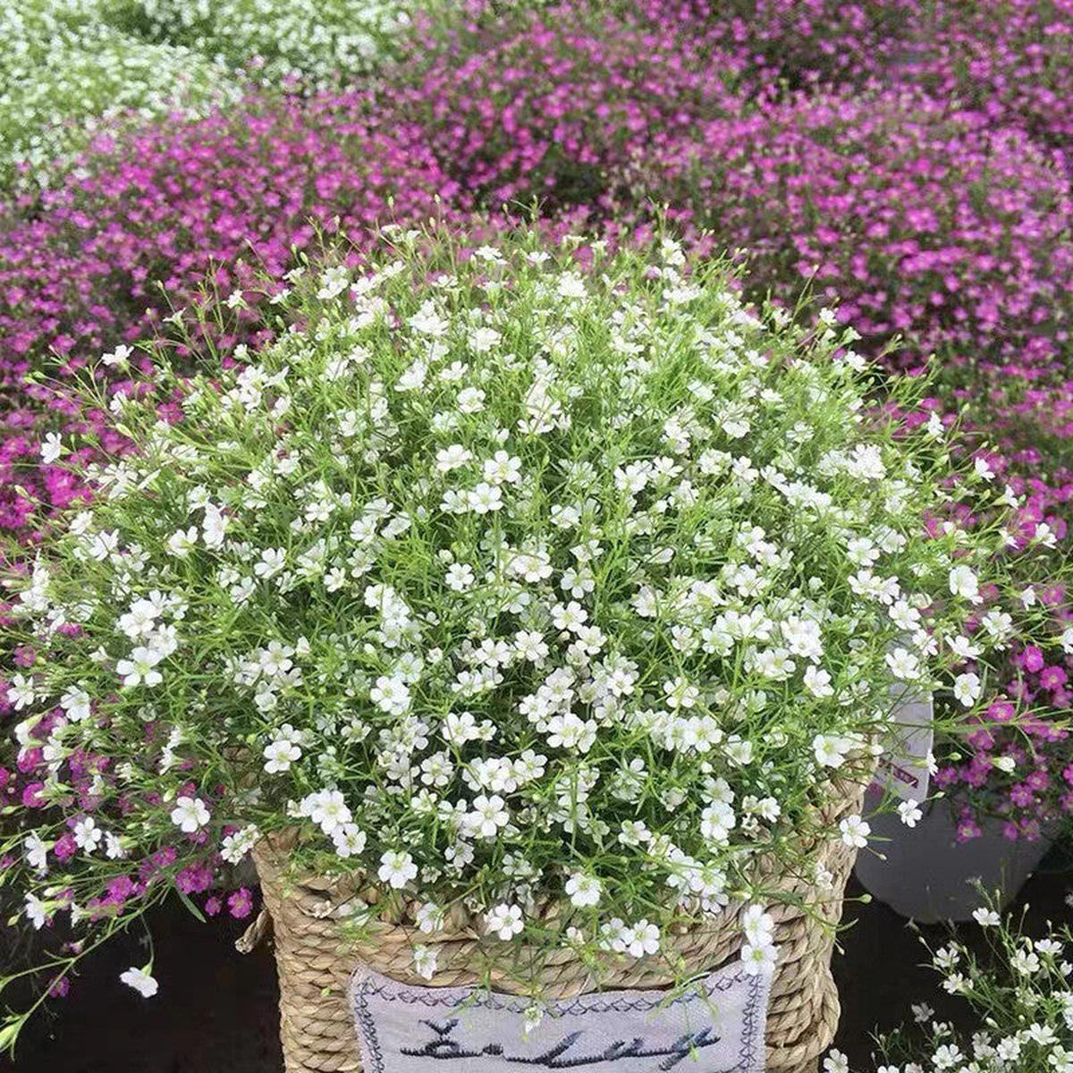 Gypsophila Paniculata Romantic Star Flowering Seeds For Planting