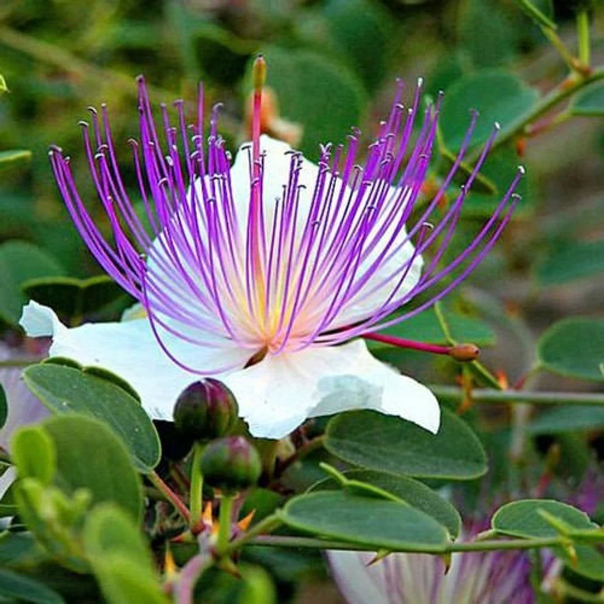 Heirloom Alcaparras Flower Seeds  Non-GMO Seeds for Planting | High Germination Organic Garden Caper Blooms