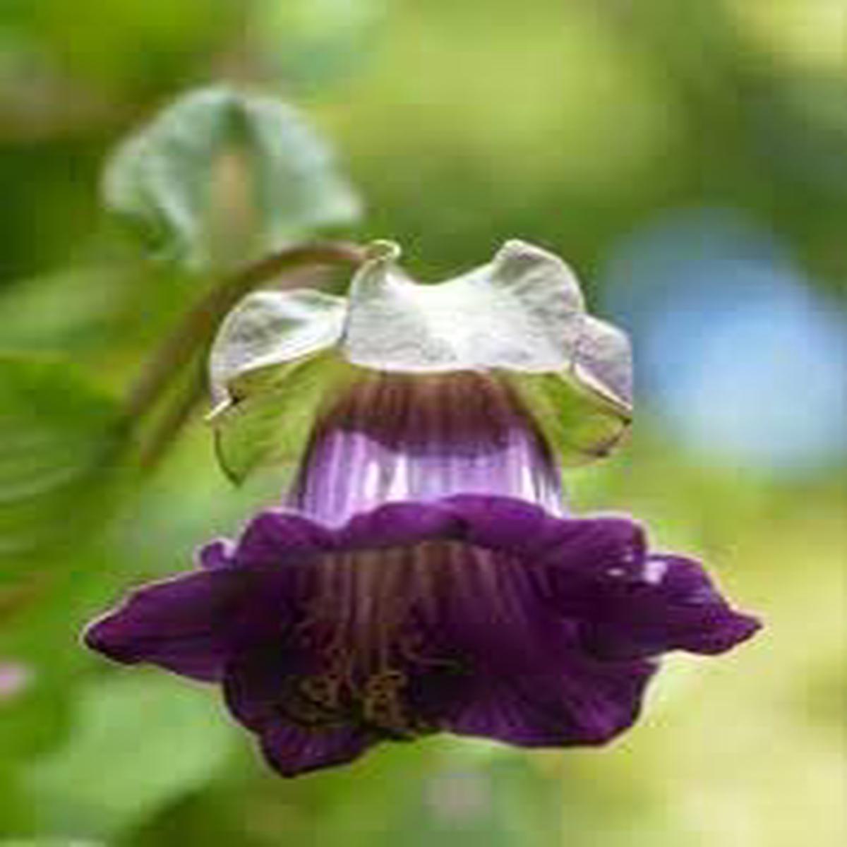 Heirloom Cobaea Scandens Flower seeds for Planting Low Maintenance Heirloom & GMO Free Seeds for Home Garden