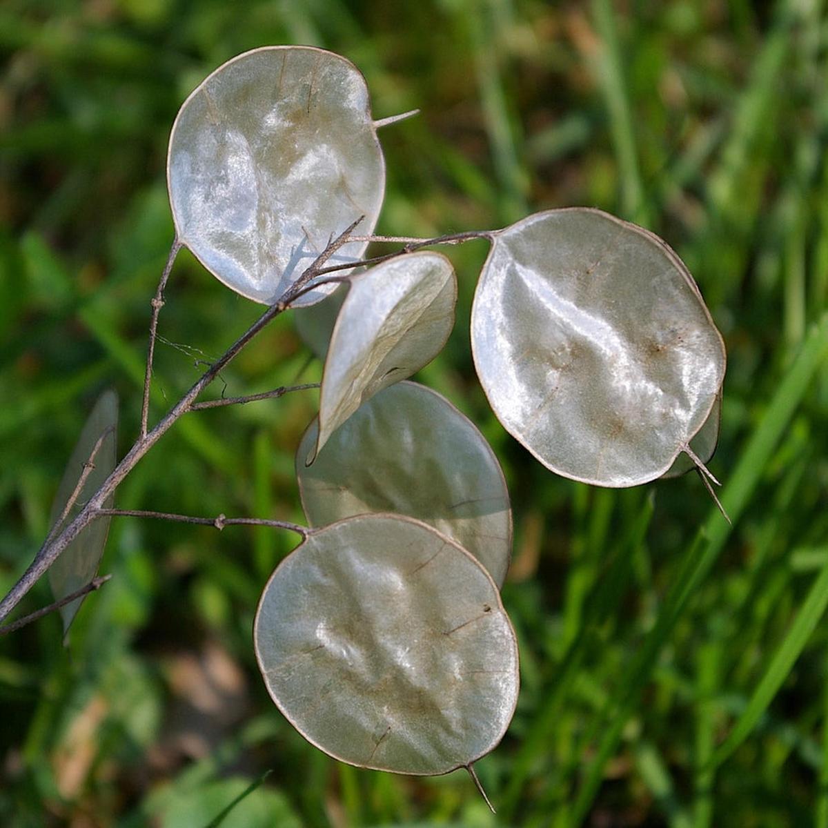 Heirloom Non-GMO Dollar Plant Flower Seeds for Garden Planting Unique Silvery Foliage Blooms