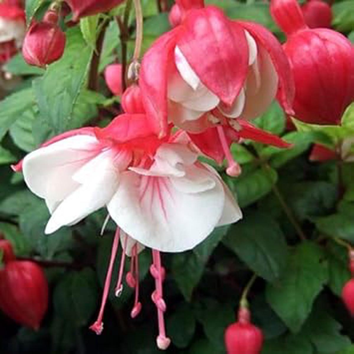 Heirloom Non-GMO Light Pink Red Fuchsia Flower Seeds for Planting Organic High Germination Garden Seeds