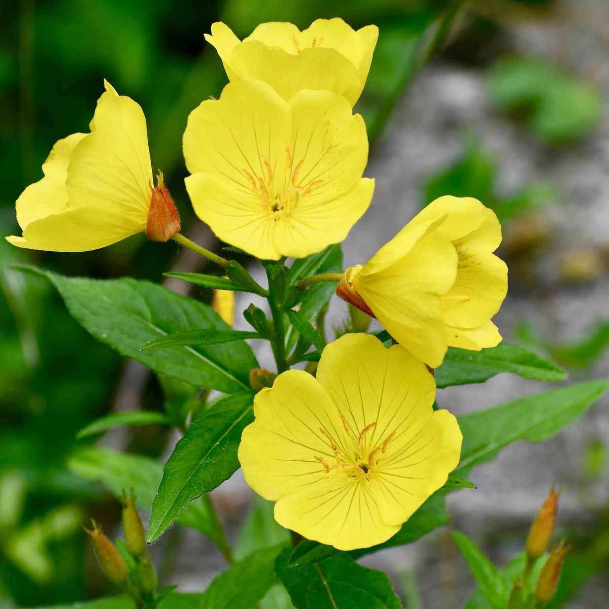 Heirloom Non-GMO Oenothera Biennis Flower Seeds for Planting Medicinal Evening Primrose Garden Blooms