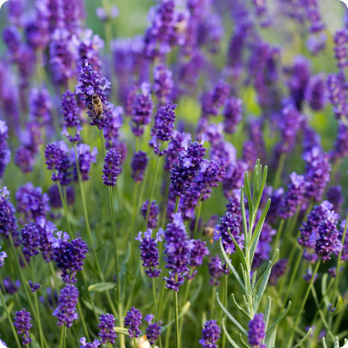 Heirloom Non-GMO Purple Fragrant Flower Seeds Aromatic Garden Spaces & Seasonal Planting