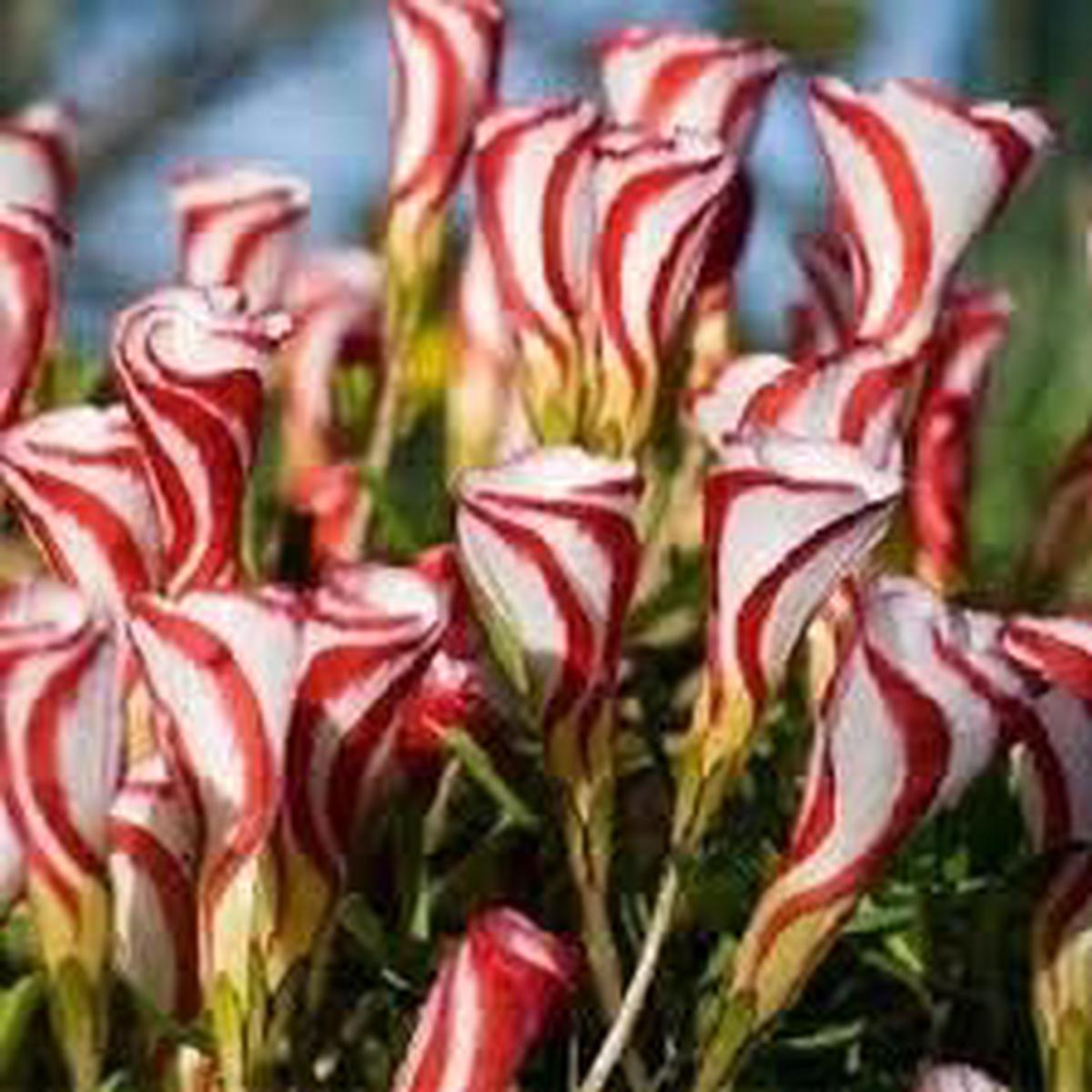 Heirloom Non-GMO Red & White Oxalis Flower Seeds for Planting Colorful Clover-Like Garden Blooms
