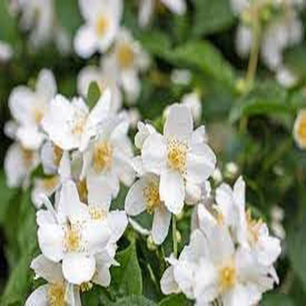 Heirloom Philadelphus Lewisii Flower seeds for Planting Easy to Grow Heirloom & GMO Free Seeds for Home Garden