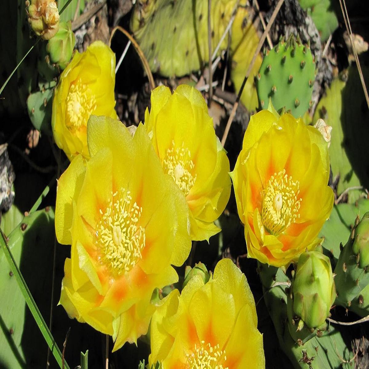 Heirloom Yellow Opuntia Flower Seeds for Planting – Beautiful Flower Seeds for Home Garden, GMO Free Seeds