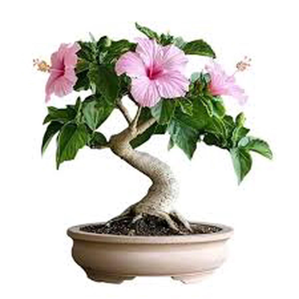 Hibiscus Bonsai Flower Seeds for Planting – Bright Blooms, Heirloom & Non-GMO Organic Garden Seeds – High Germination