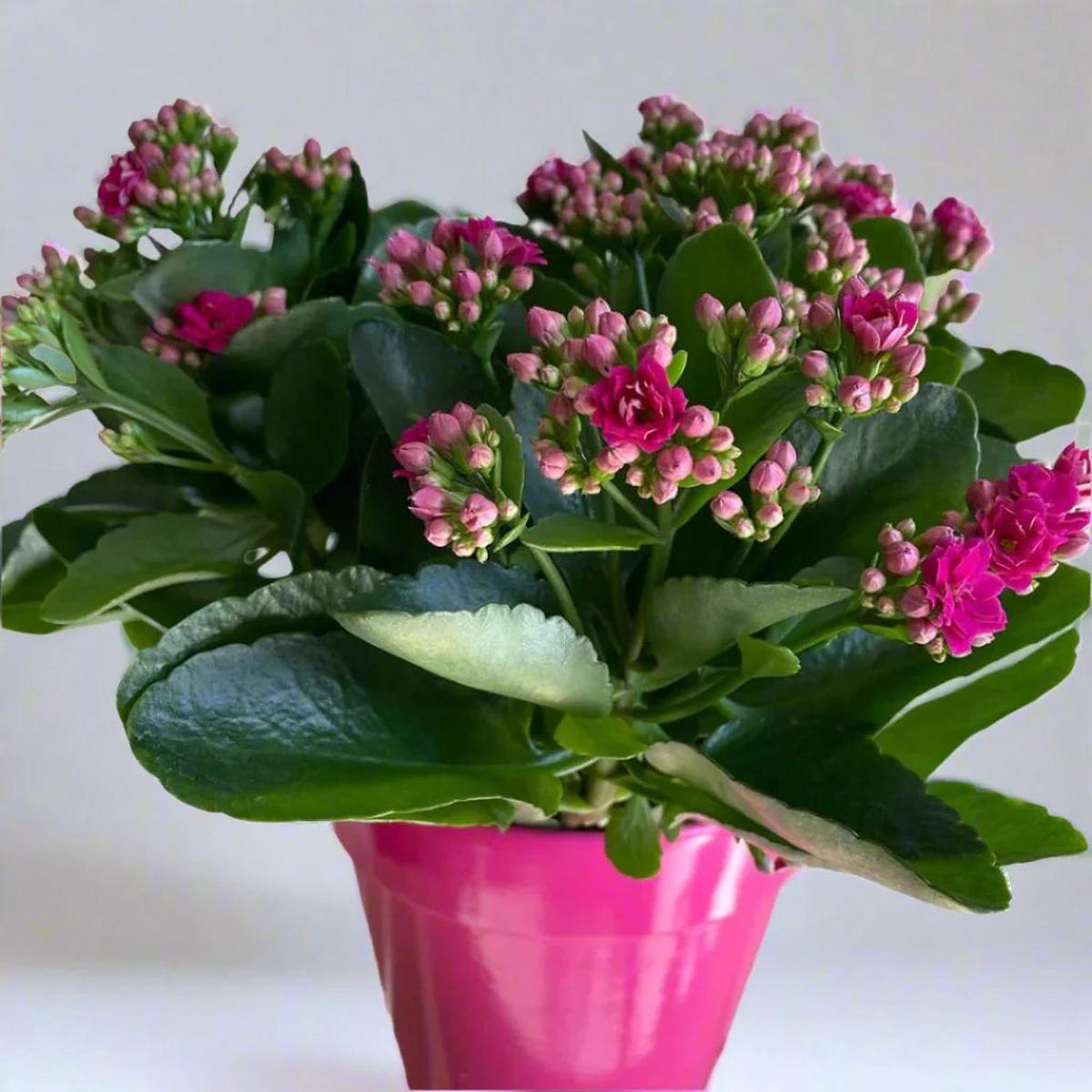 Kalanchoe Purple Flower Seeds  Organic, Heirloom, Non-GMO Seeds for Planting