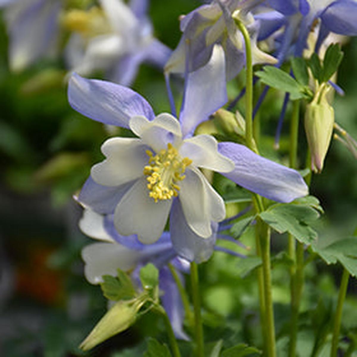 Light Blue White Aquilegia Flower Seeds for Planting  Heirloom, Non-GMO, High Germination Organic Seeds