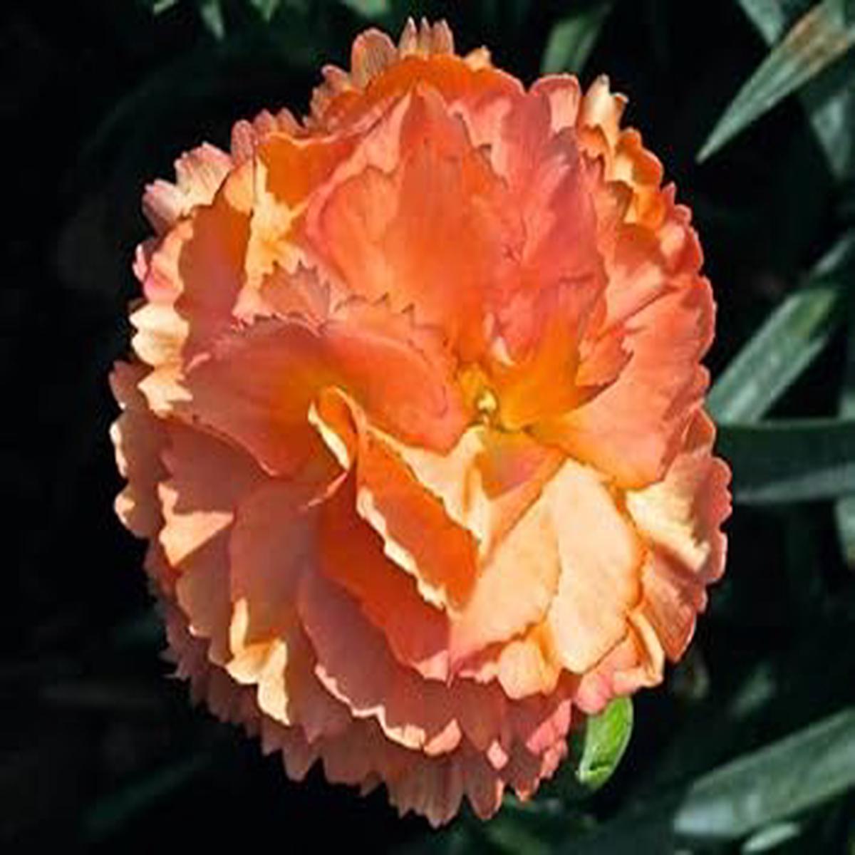 Light Orange Carnation Flower Seeds for Garden and Balcony Planting