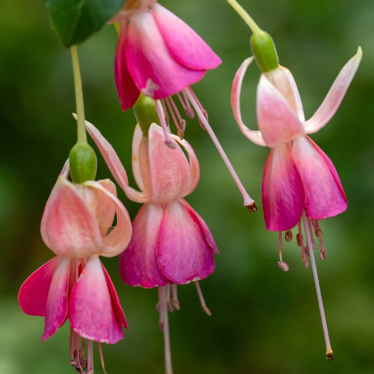 Light Pink Red Double Petals Fuchsia Flower Seeds for Planting Low Maintenance Heirloom & GMO Free Seeds for Home Garden Sale