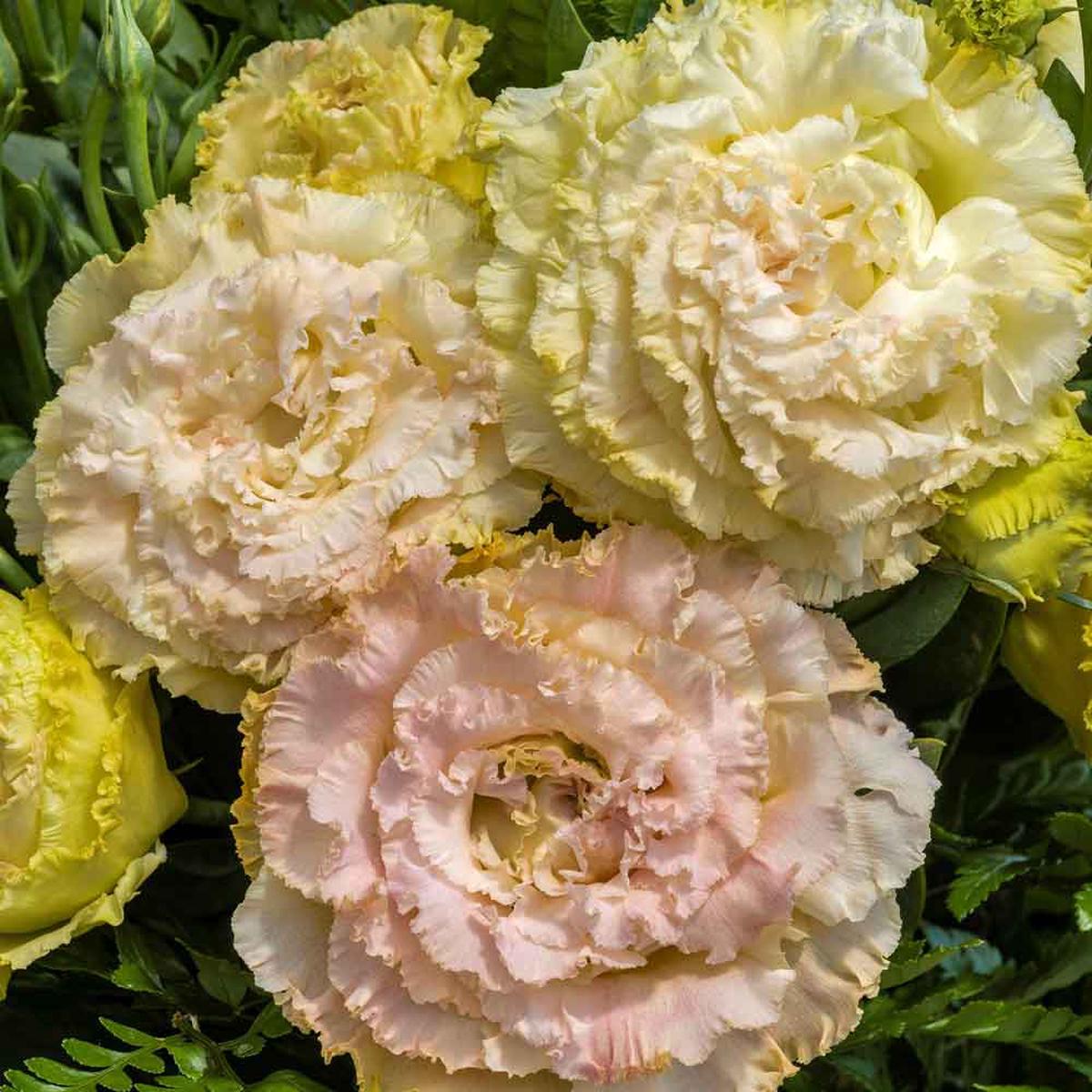 Lisianthus Seeds – Voyage Champagne
