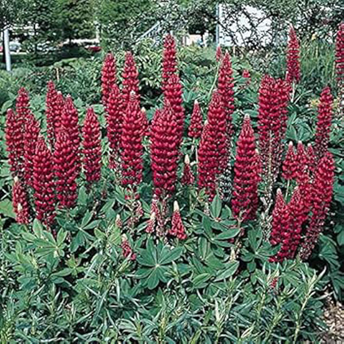 Maroon Lupine Flower Seeds for Planting Heirloom, Non-GMO, High Germination Organic Garden Seeds