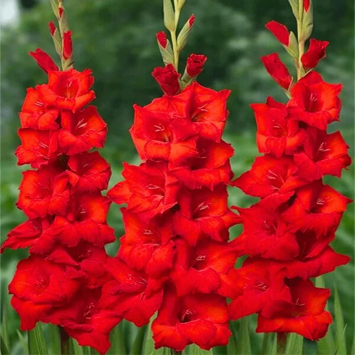 Maroon Red Gladiolus Flower Seeds for Planting Premium Quality, Heirloom, Non-GMO & High Germination Organic Garden Seeds