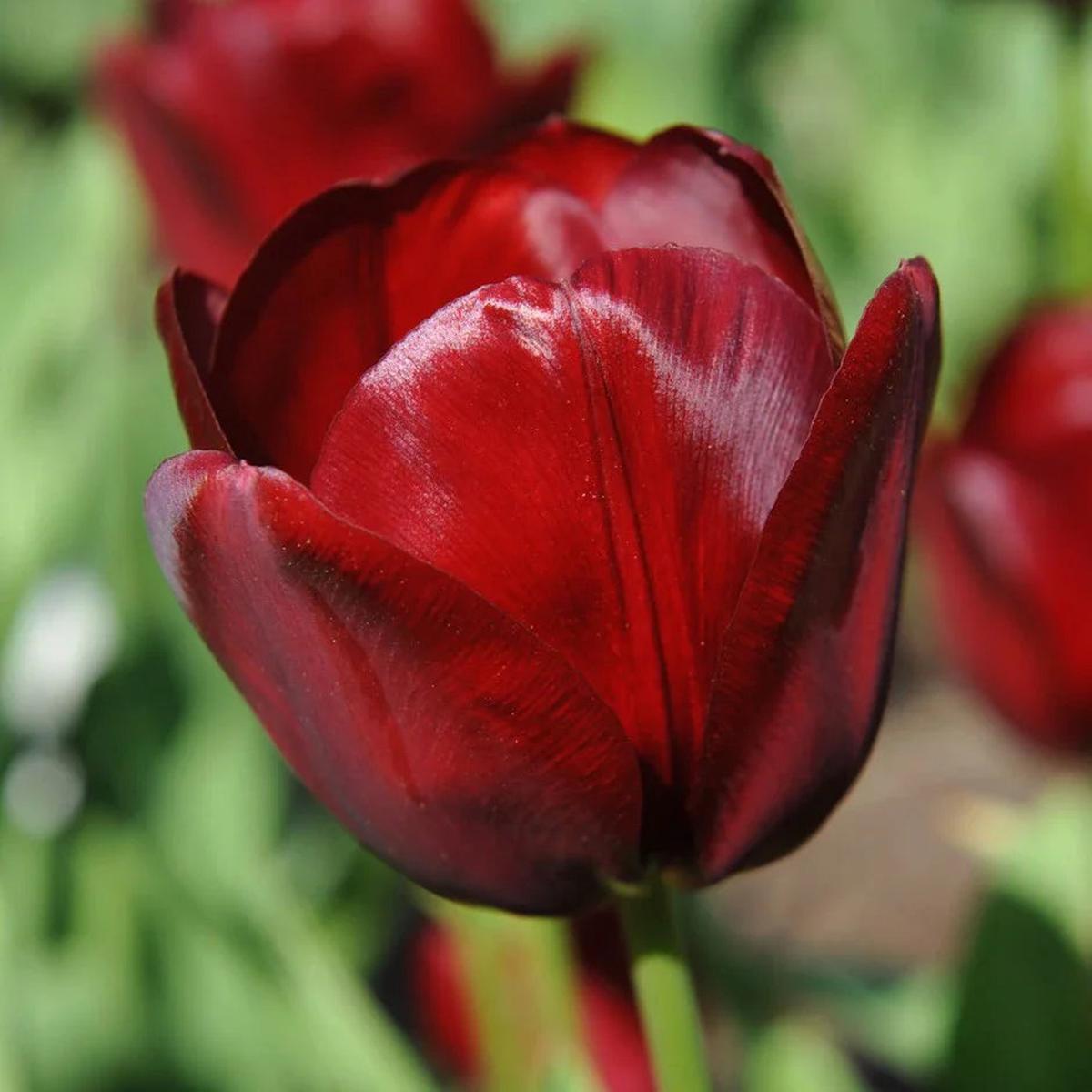 Maroon Tulip Flower seeds for Planting Easy to Grow Heirloom & GMO Free Seeds for Home Garden