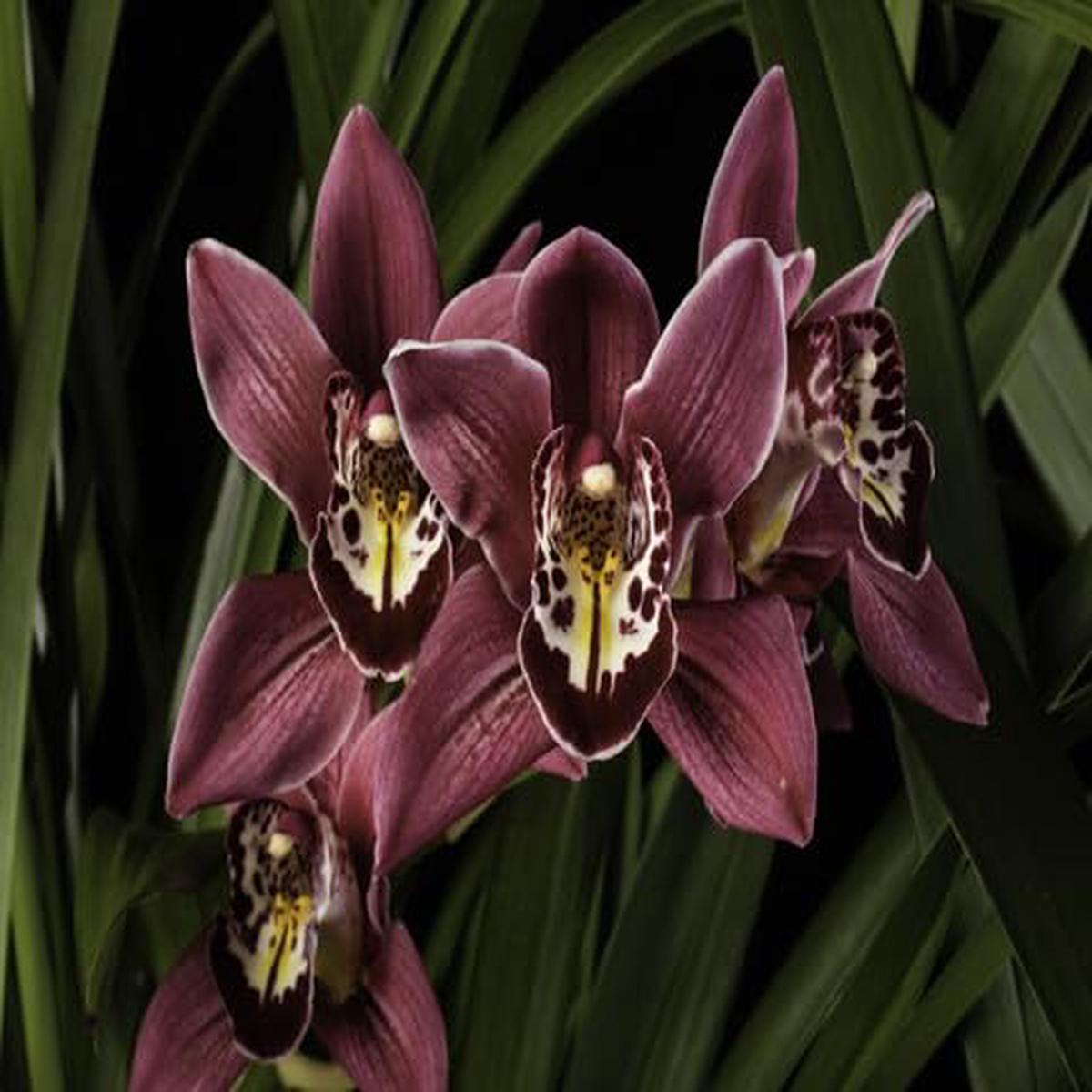 Marron Cymbidium Flower – Heirloom, Non – Gmo Seeds