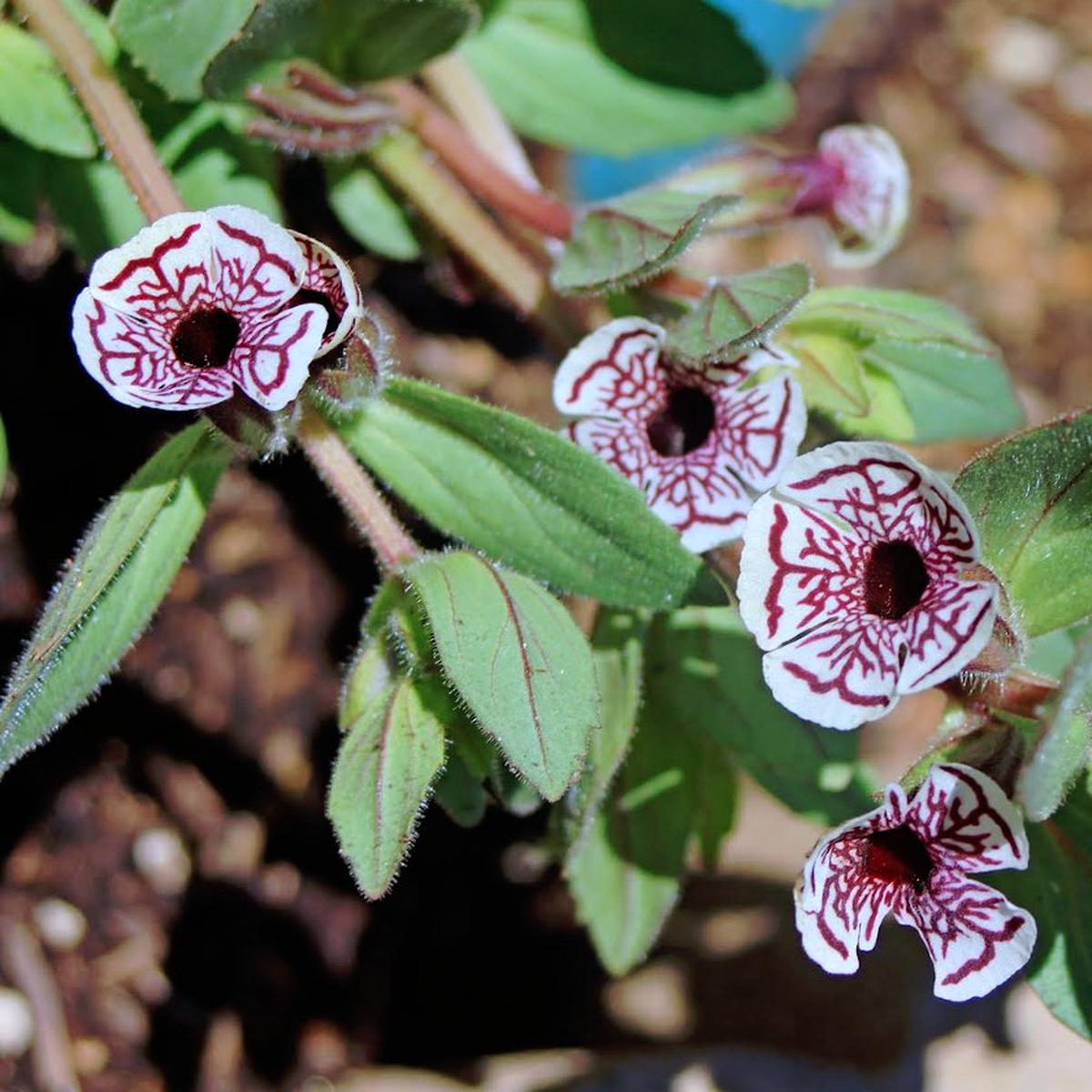 Mimulus Pictus Flower Seeds for Planting Wildflower Mix Heirloom Non-GMO High Germination Garden Seeds