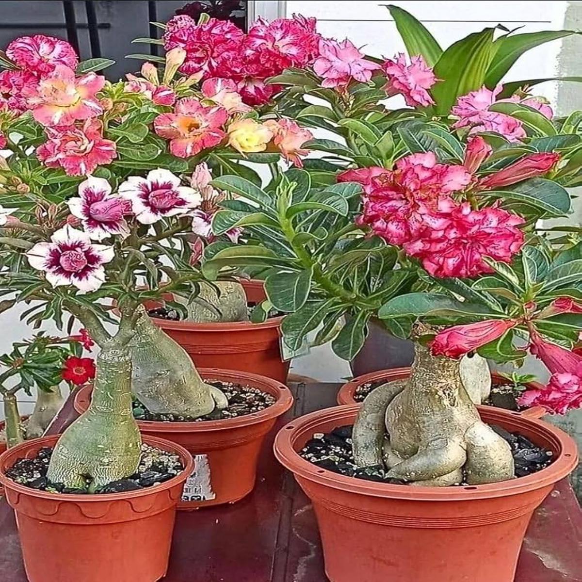 Mixed Adenium Flower Seeds for Planting  Heirloom, Non-GMO, High Germination Organic Garden Seeds