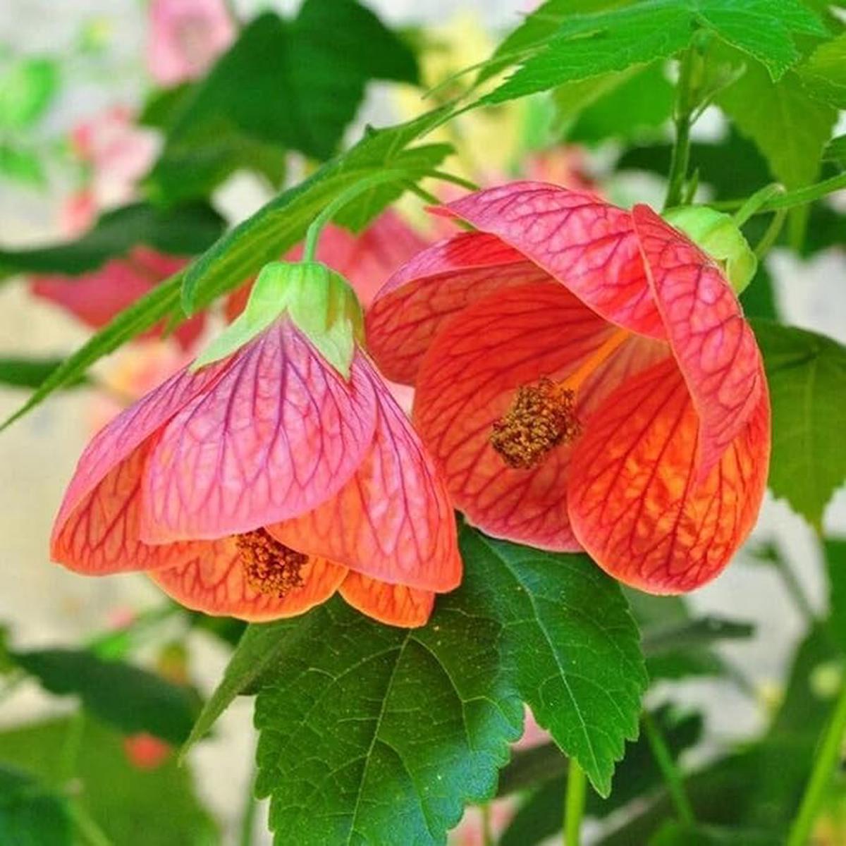 Mixed Colors Flowering Maple Flower Seeds for Planting  Heirloom, Non-GMO, Easy to Grow, Annual