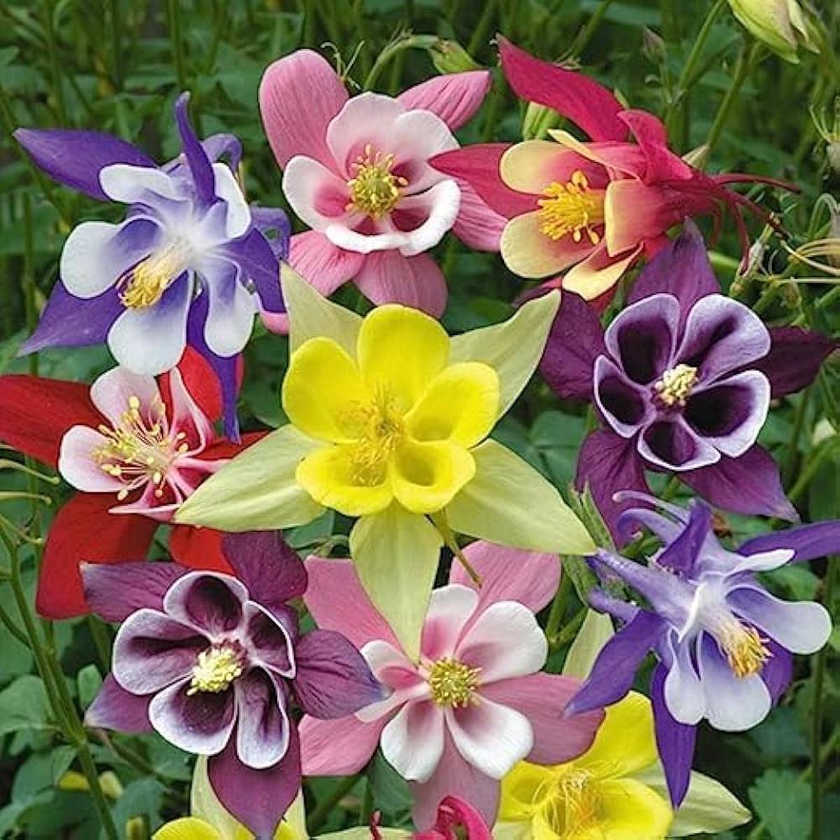 Mixed Columbine Flower seeds for Planting Colorful Display Heirloom & GMO Free Seeds for Home Garden Sale