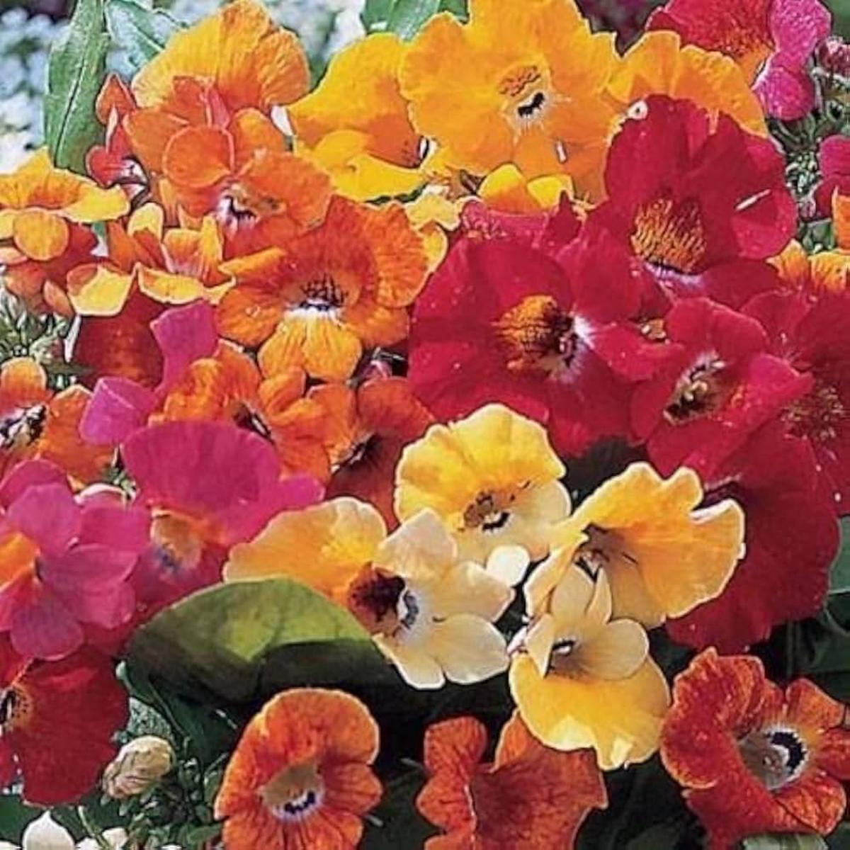 Mixed Nemesia Carnival Flower Seeds for Planting | Heirloom Non-GMO High Germination Organic Garden Seeds