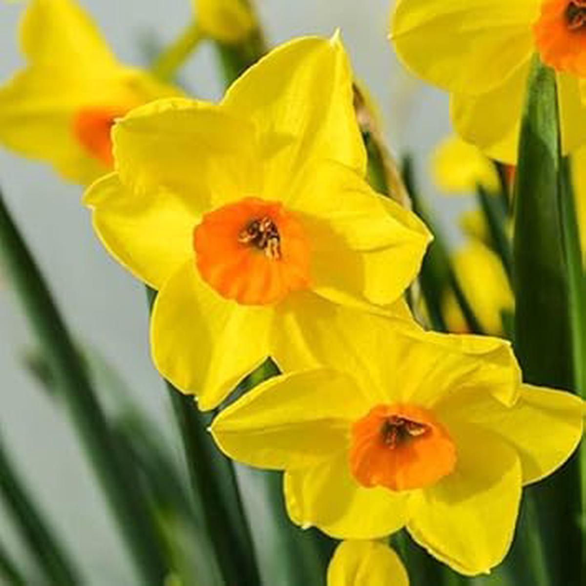 Narcissus Yellow Orange Flower seeds for Planting – Seasonal Bloomer, Heirloom & GMO Free Seeds for Home Garden