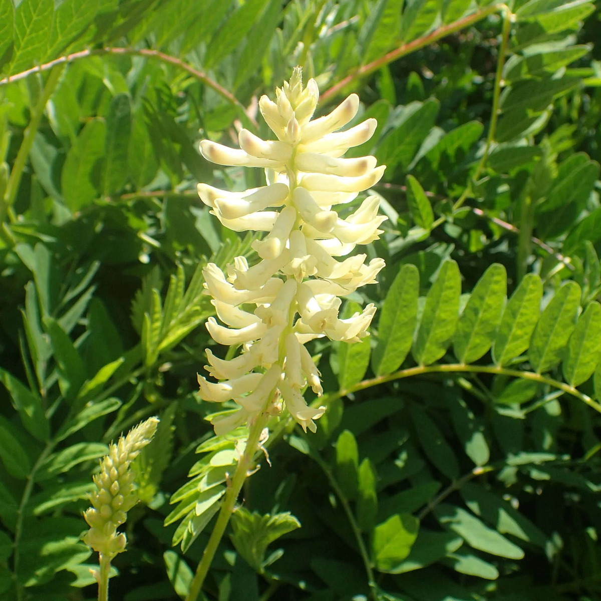 Organic Heirloom Non-GMO Astragalus Seeds for Planting White Garden Blooms