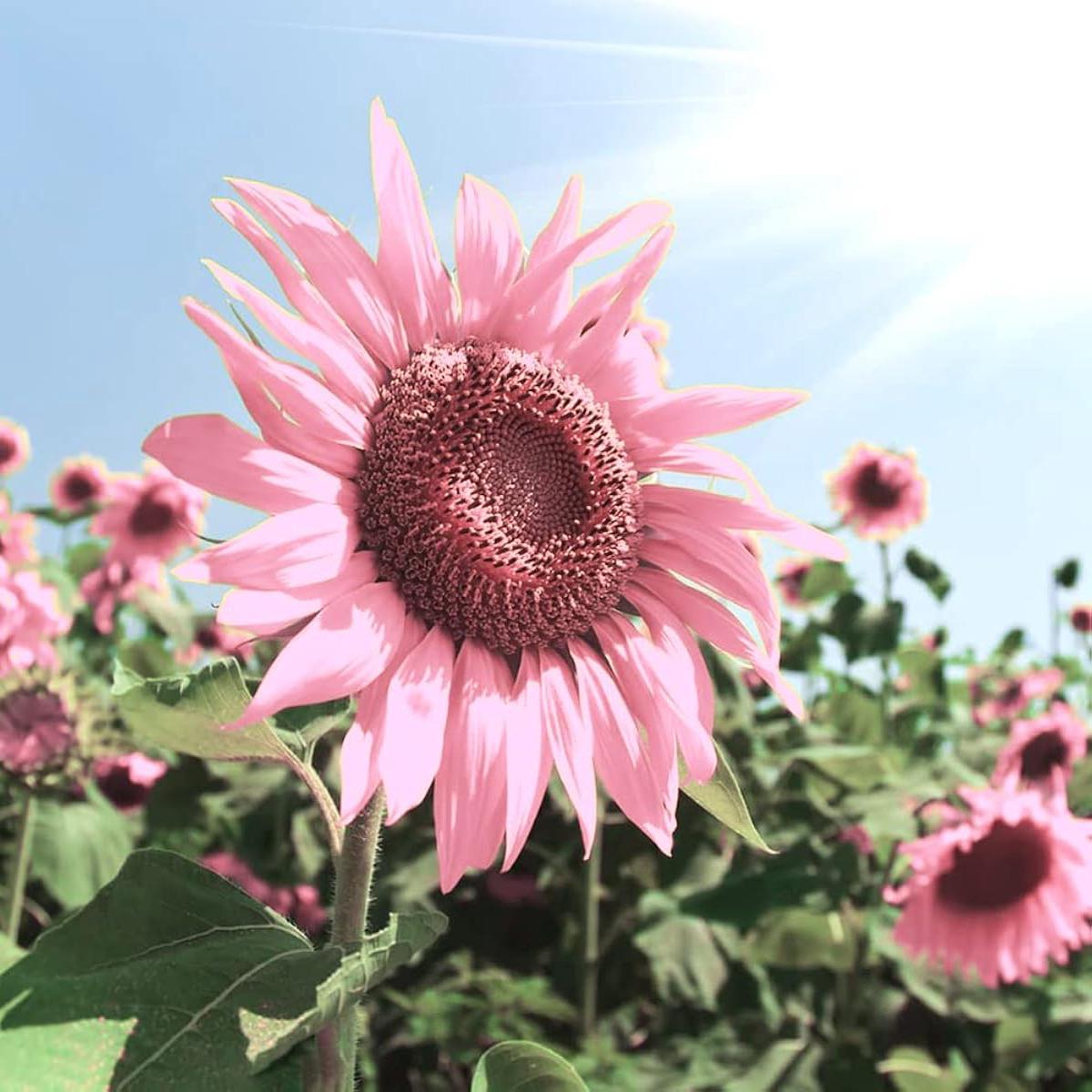 Organic Heirloom Non-GMO Baby Pink Sunflower Seeds for Planting  Unique Garden Blooms