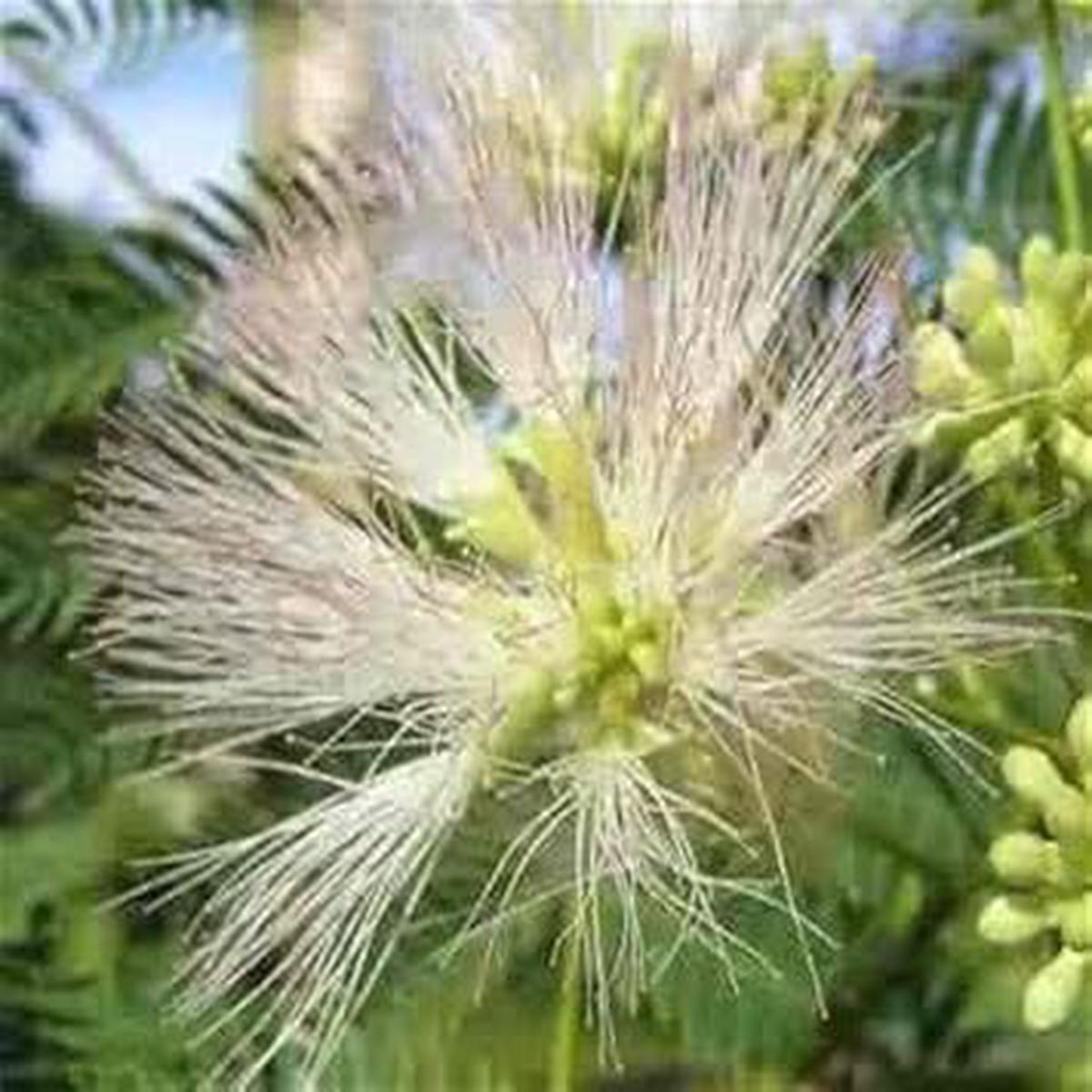 Organic Heirloom White Albizia Flower Seeds  Non-GMO Silk Tree Seeds for Planting, High Germination