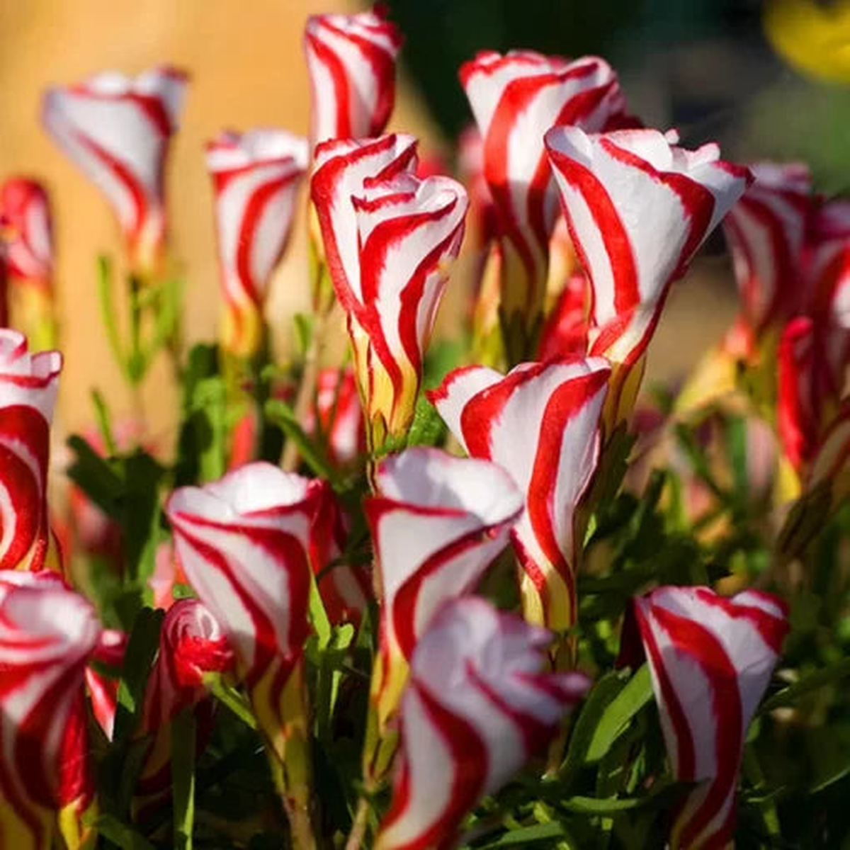 Oxalis Versicolor Seeds | Candy Cane Sorrel Red-and-White Blooms  Heirloom, Non-GMO, High Germination Organic Garden Seeds