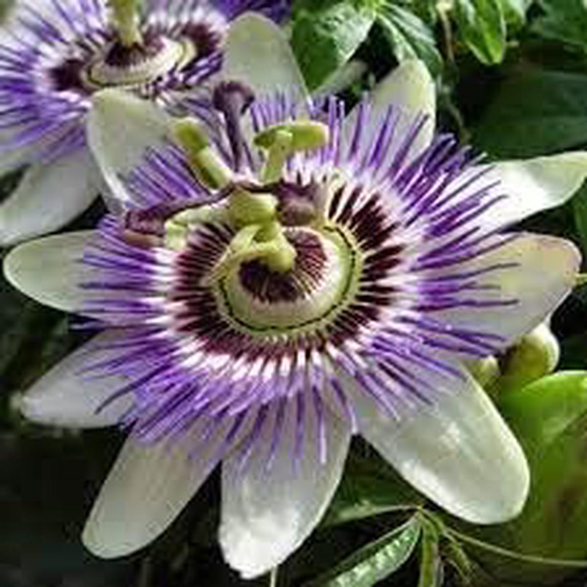 PassionFlower Seeds for Planting Low Maintenance Heirloom Non-GMO High Germination Organic Garden Seeds