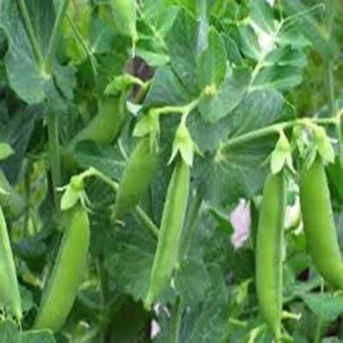 PEA SEED, SUGAR SNAP DADDY PEA, HEIRLOOM, NON GMO, SEEDS, PERFECT PEAS, Non-GMO, Fragrant, Climbing Annual
