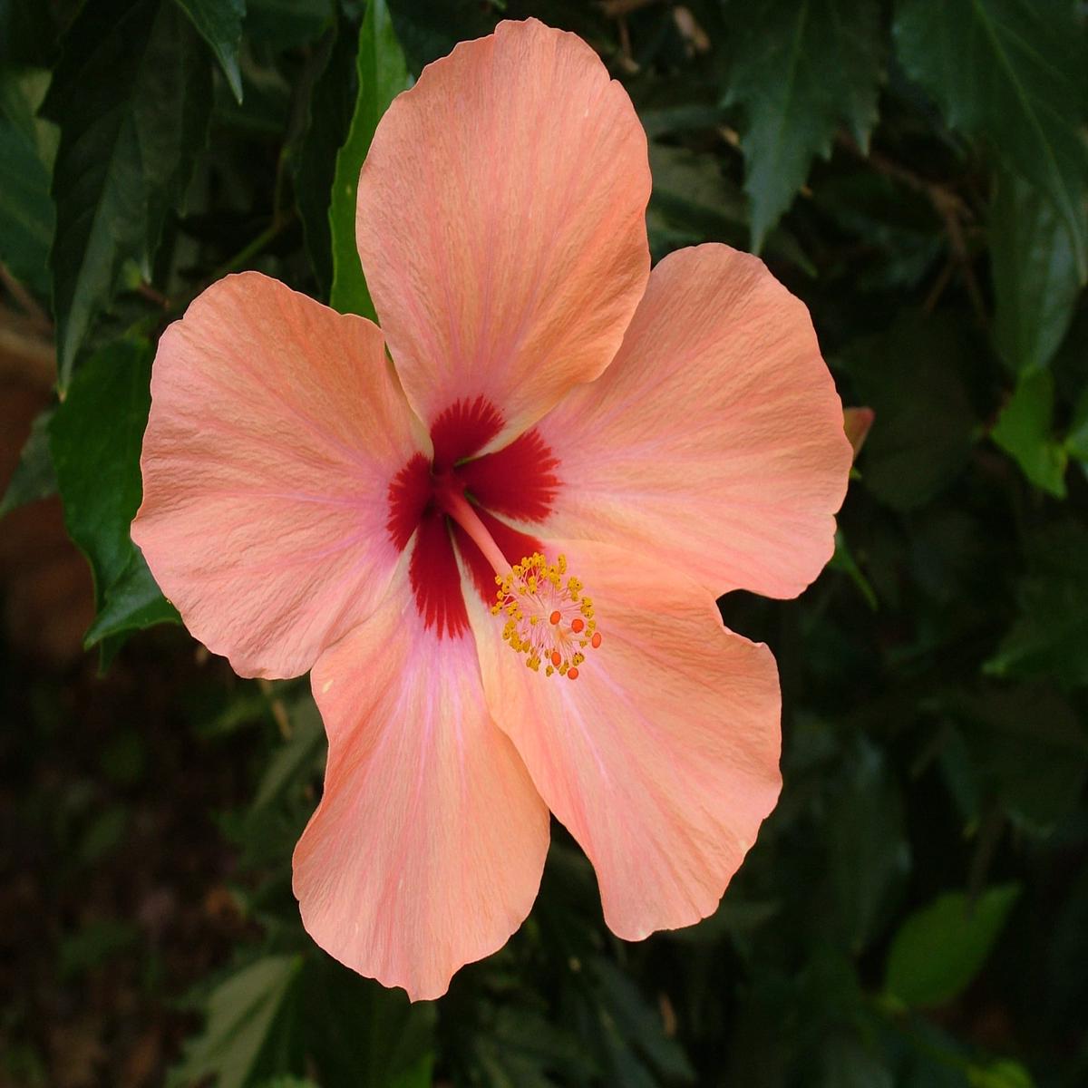 Peach Hibiscus Flower Seeds for Planting  Wildflower Mix, Heirloom, Non-GMO, High Germination
