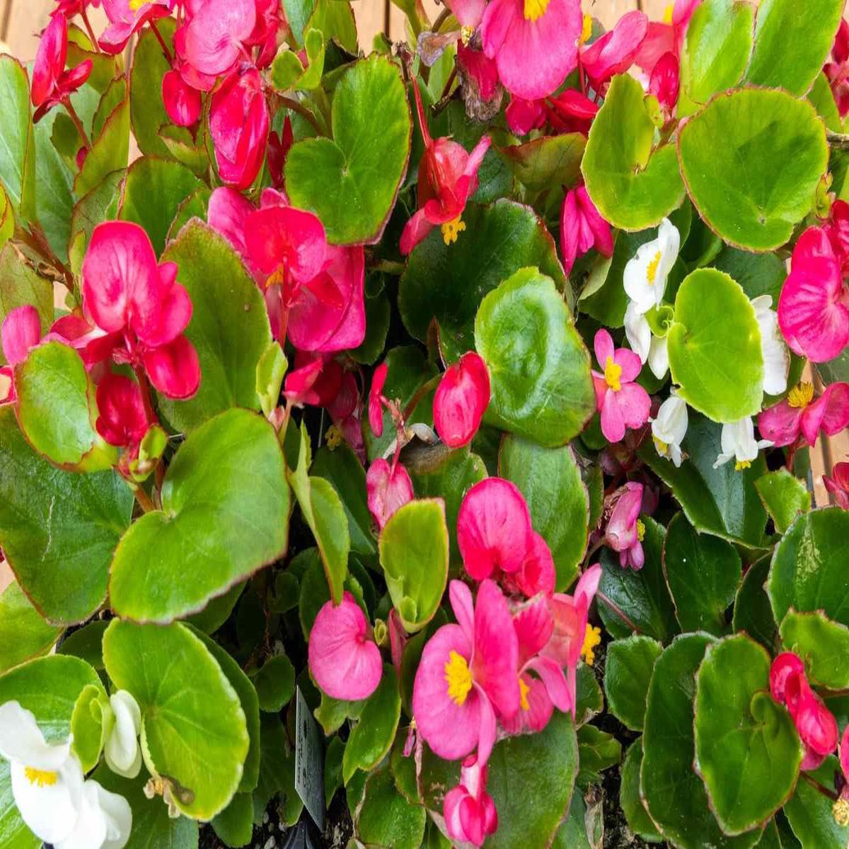 Pelleted Begonia Flower Seeds for Planting – Heirloom, Non-GMO, High Germination Organic Garden Seeds