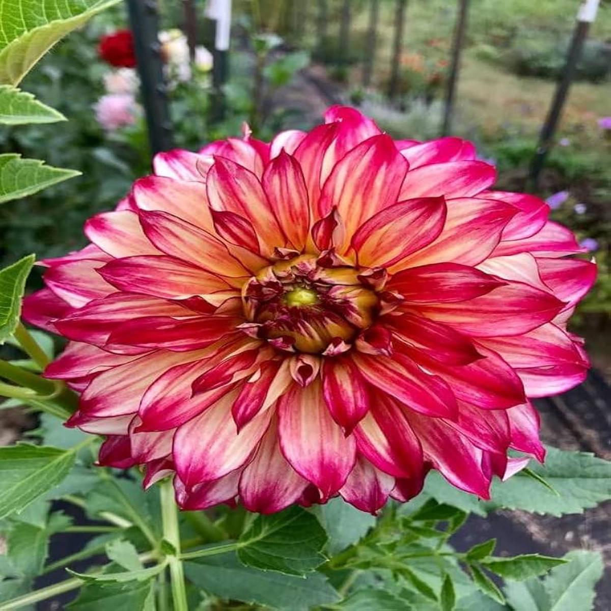 Pink Mix Two Color Dahlia Flower Seeds for Planting – Heirloom, Non-GMO, High Germination Seeds