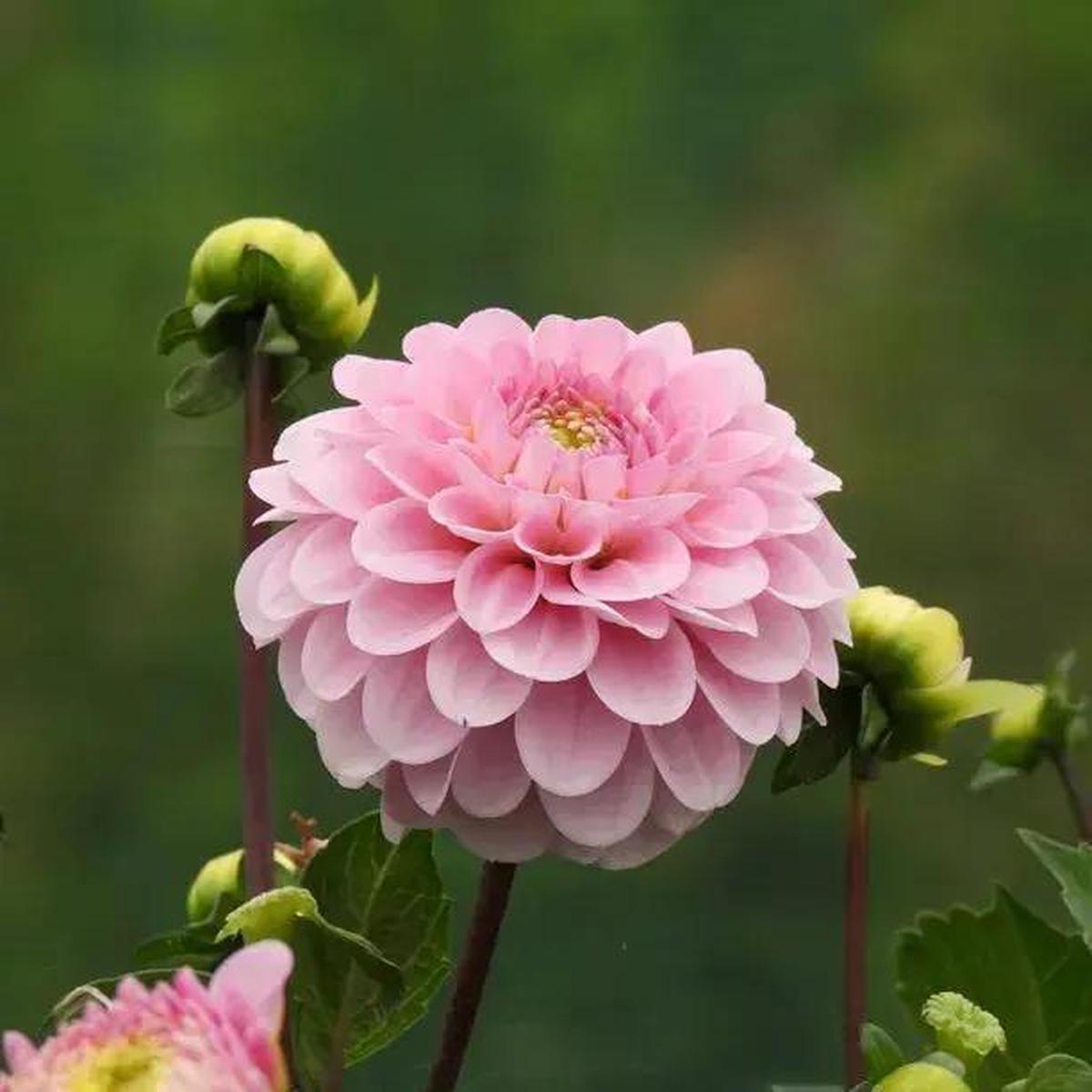 Pink Pompon Dahlia Flower Seeds for Planting – Heirloom Non-GMO Seeds,Beautiful Blooms