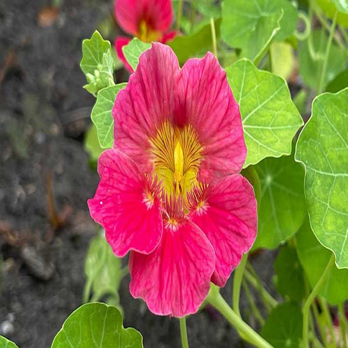 Pink Tropaeolum Majus Flower Seeds for Planting Heirloom Non-GMO Seeds, High Germination