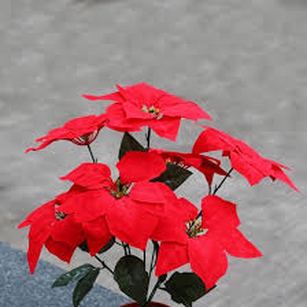 Poinsettia Flower Seeds for Planting  Cut Flower Favorite, Heirloom & Non-GMO Seeds