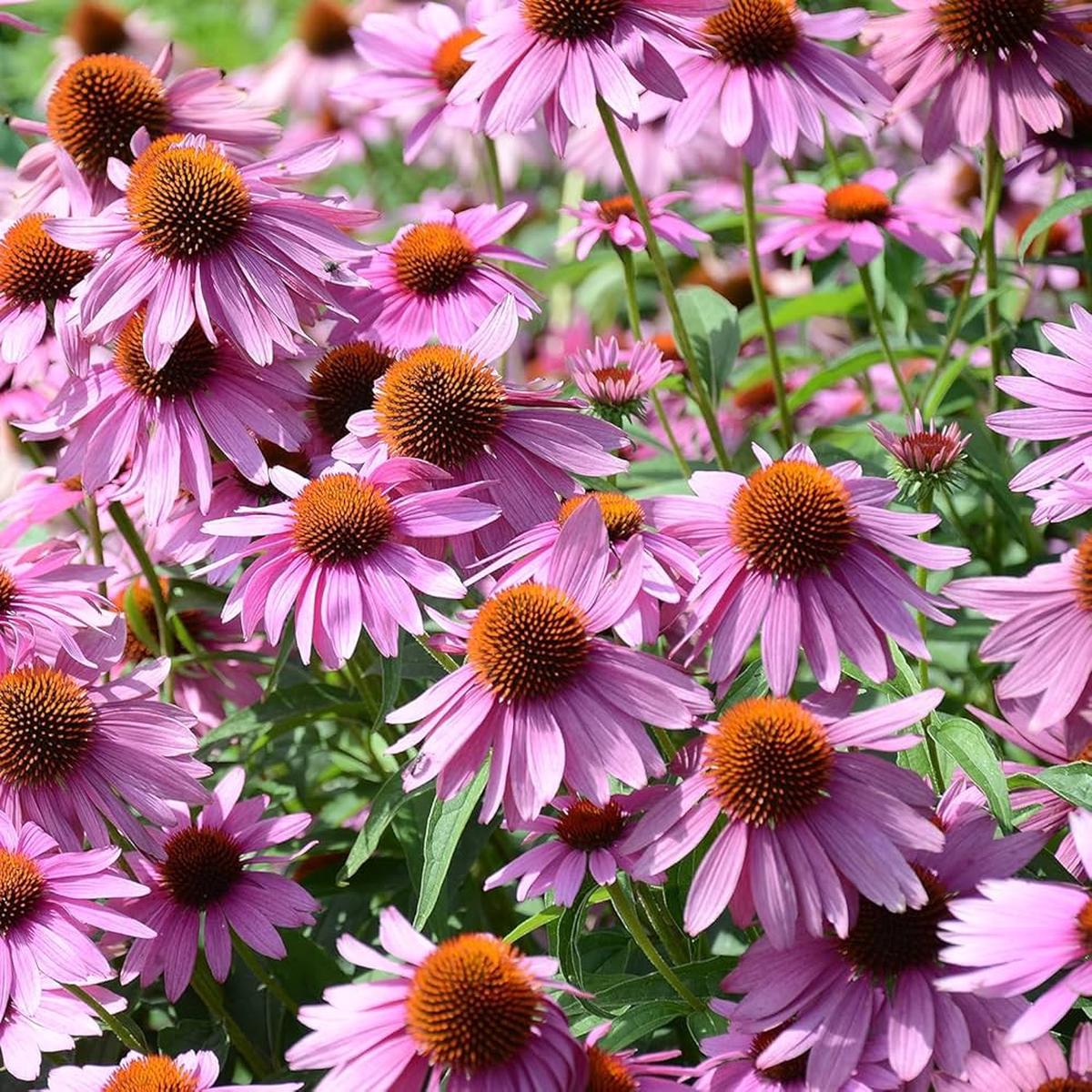 Purple Echinacea Wildflower Seeds for Planting – Heirloom & GMO Free Seeds, To attract Pollinators & Bees