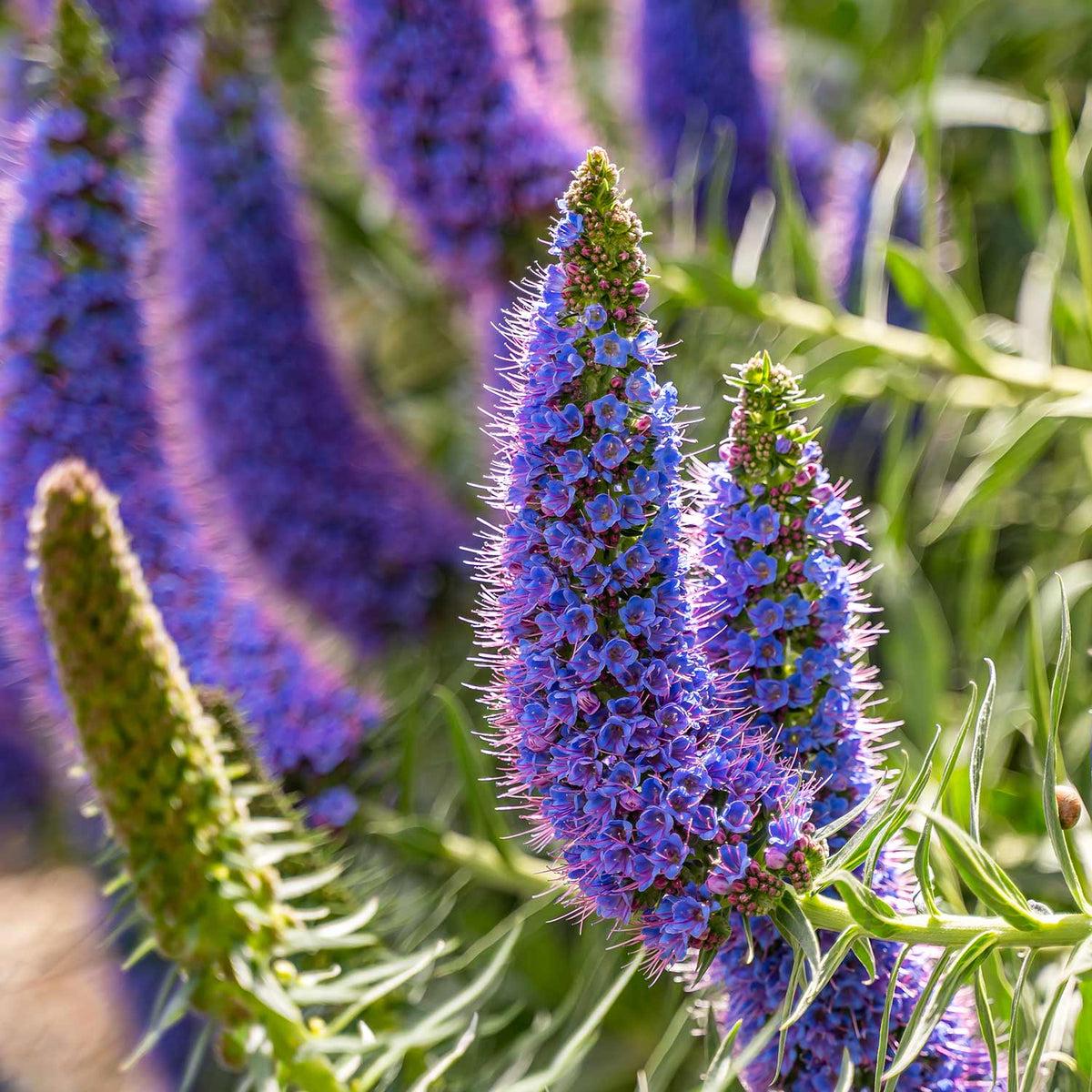 Purple Madeira Flower seeds for Planting Cut Flower Favorite Heirloom & GMO Free Seeds for Home Garden