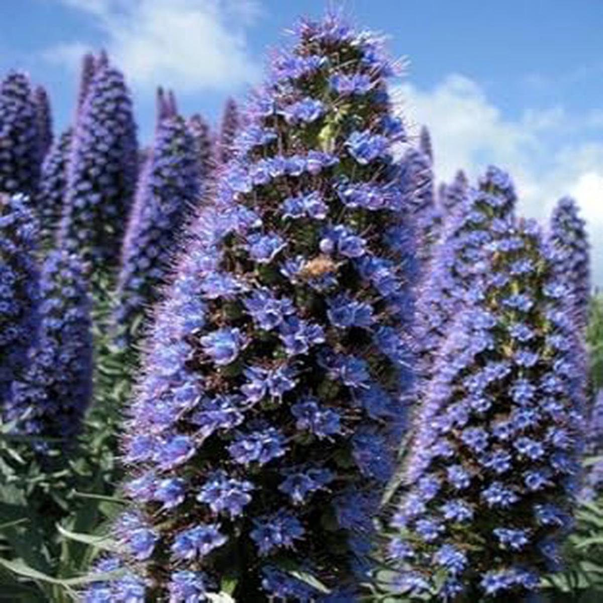 Purple Pattersons Curse Flower seeds for Planting – Sun Loving, Heirloom & GMO Free Seeds for Home Garden