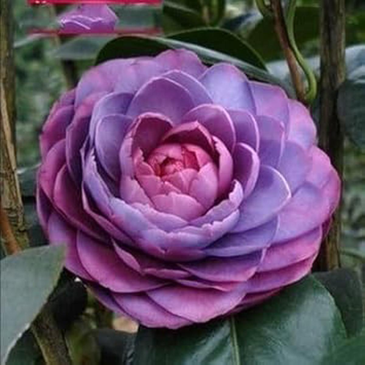 Purple Pink Camellia Flower Seeds for Planting  Heirloom Non-GMO High Germination Organic Garden Seeds