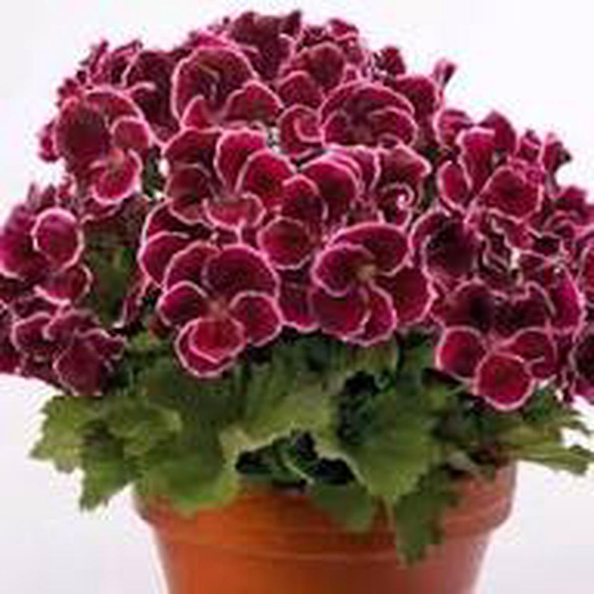Purple Pink Geranium Flower Seeds for Planting Heirloom Non-GMO High Germination Organic Garden Seeds