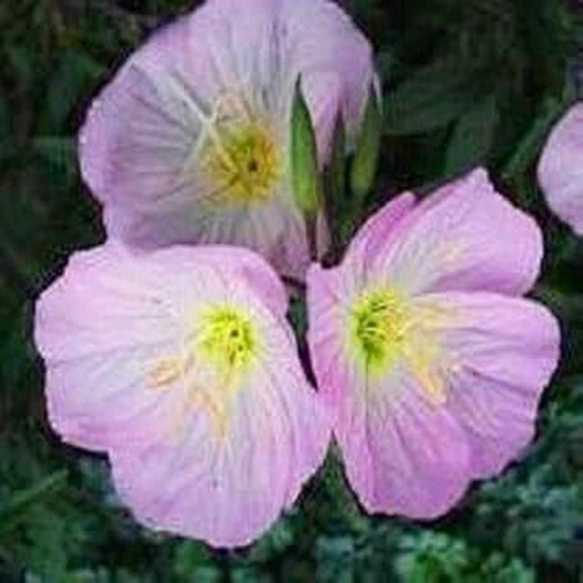 Purple Primrose Flower Seeds  Heirloom Non-GMO Seeds for Planting | High Germination Organic Garden Seeds