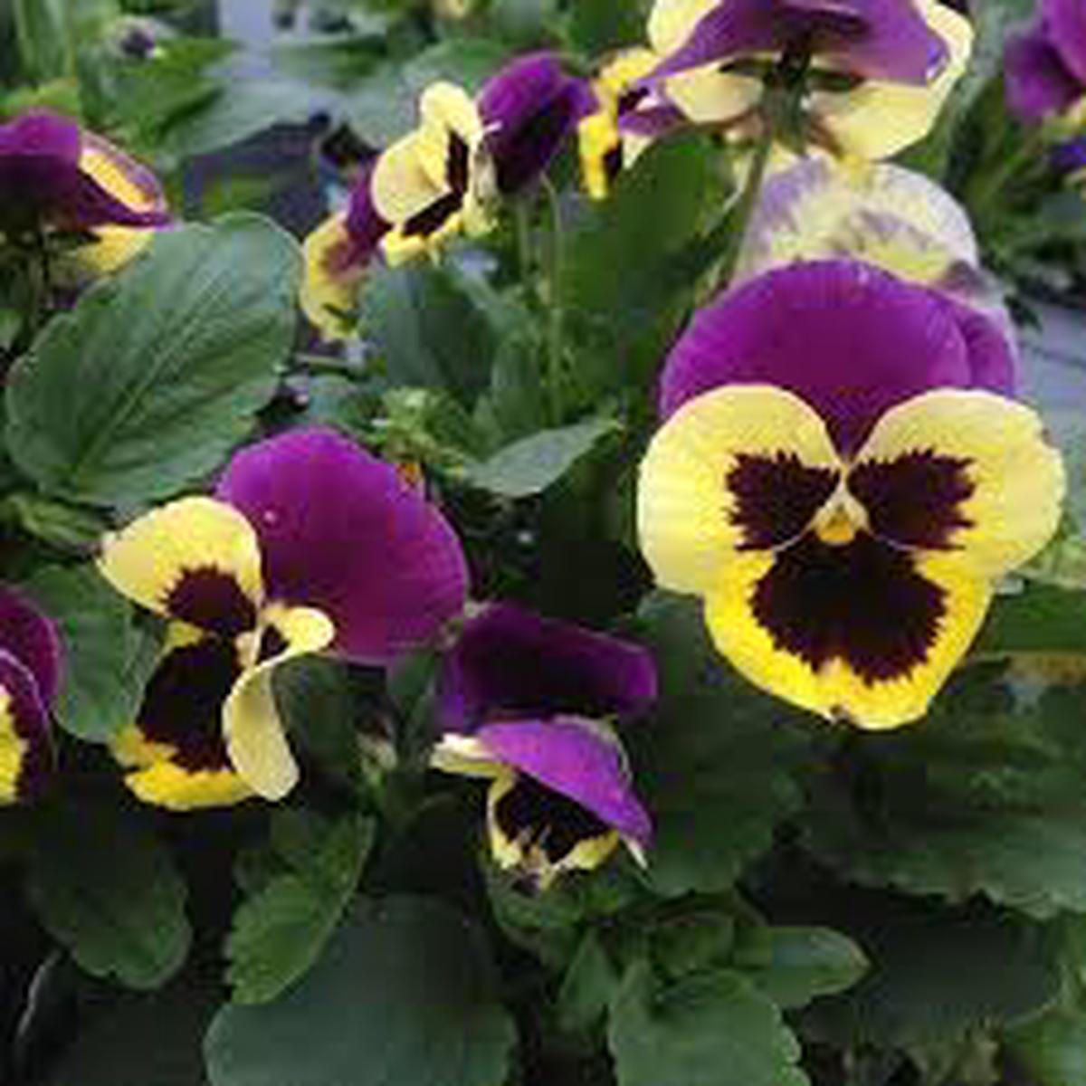 Purple Yellow Pansy Flower Seeds for Planting  Heirloom Non-GMO High Germination Organic Garden Seeds