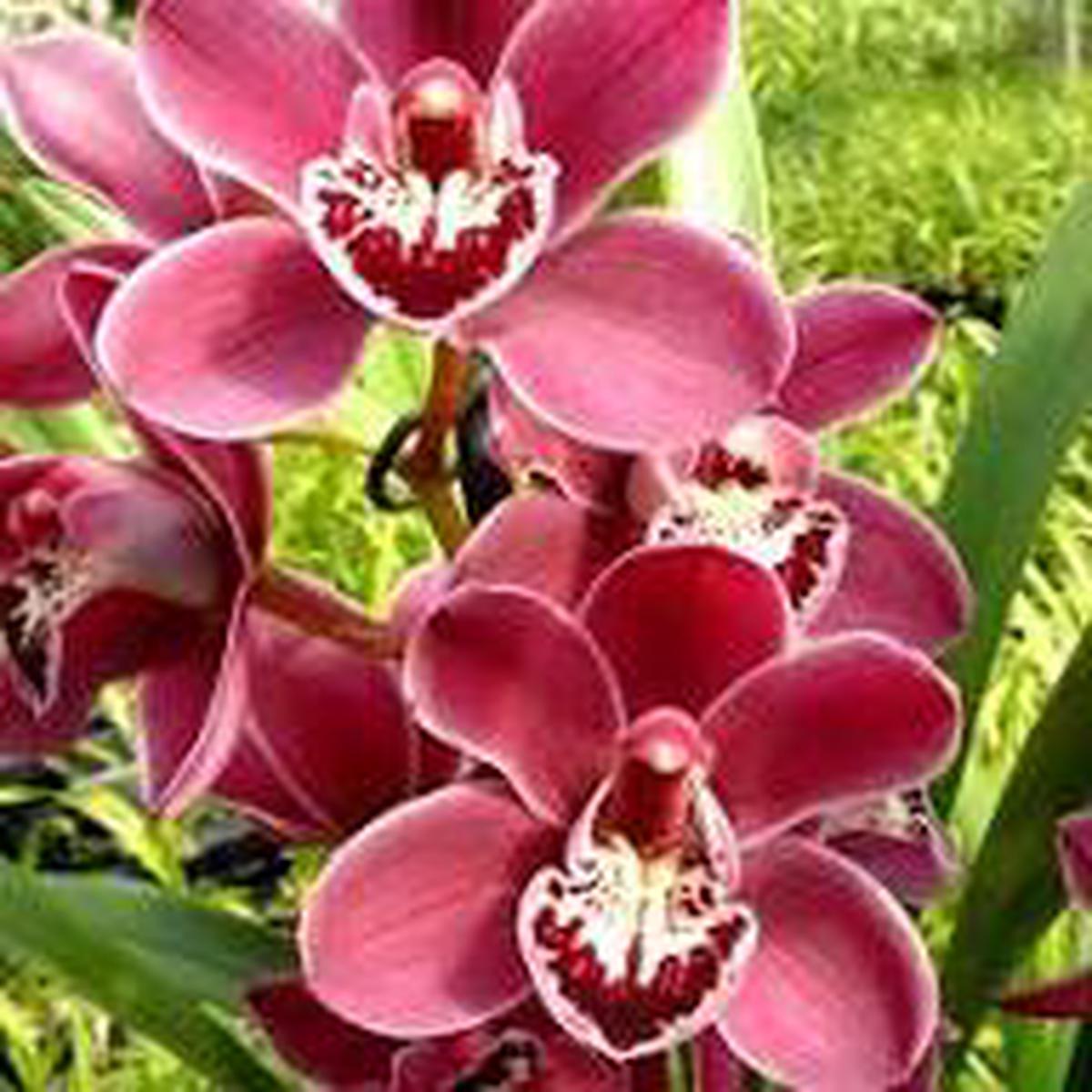 Red Cymbidium Orchid Flower Seeds for Planting | Heirloom Non-GMO Organic Garden Seeds