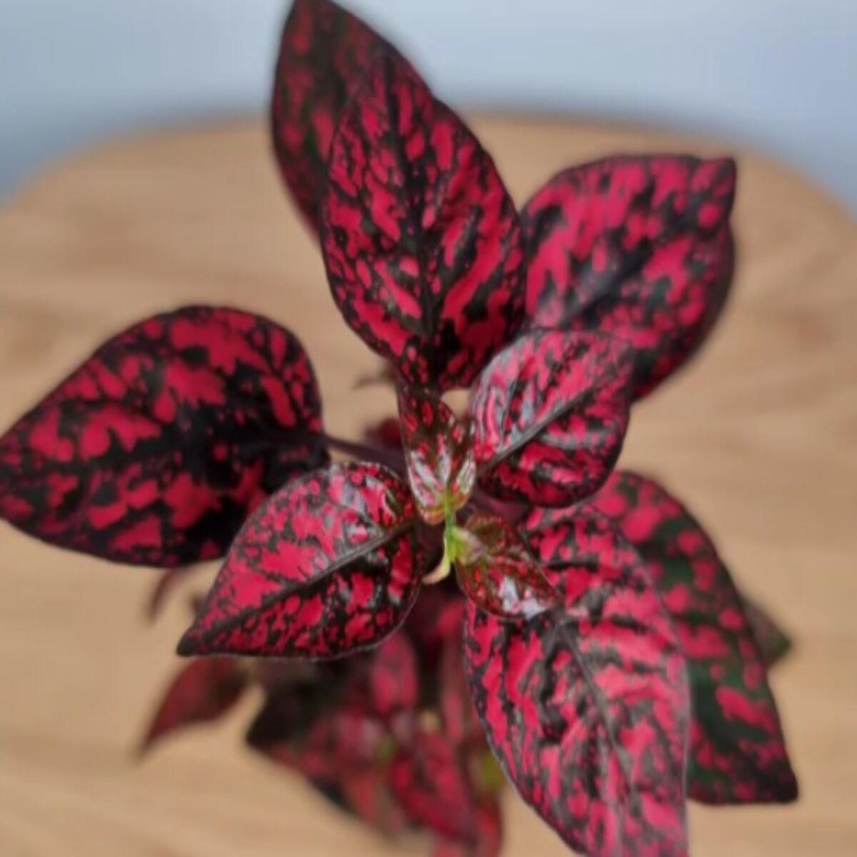 Red Hypoestes Plant Seeds for Planting, 100