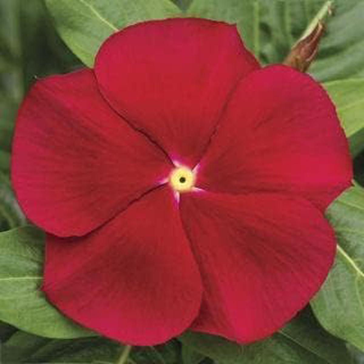 Red Periwinkle Flower Seeds for Planting Heirloom Non-GMO, High Germination, Low Maintenance